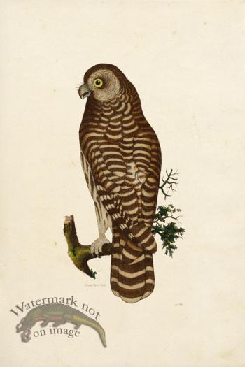 KO 18 Great Grey Owl